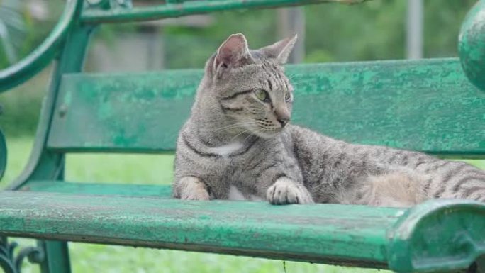 曼谷隆比尼公园椅子上的猫。