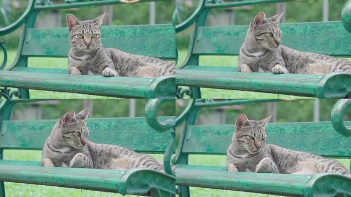 曼谷隆比尼公园椅子上的猫。