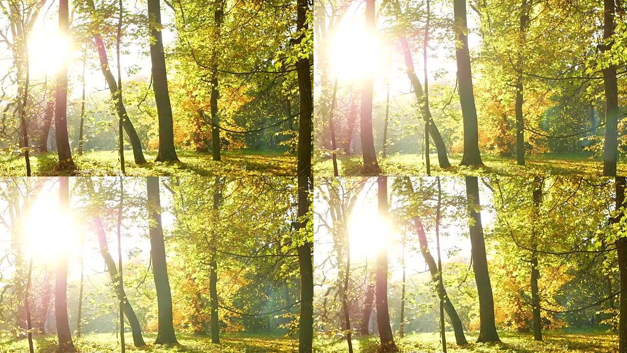 秋季森林阳光树