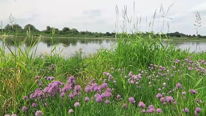 易北河上的细香葱草地开花。大黄蜂飞来飞去。(德国)