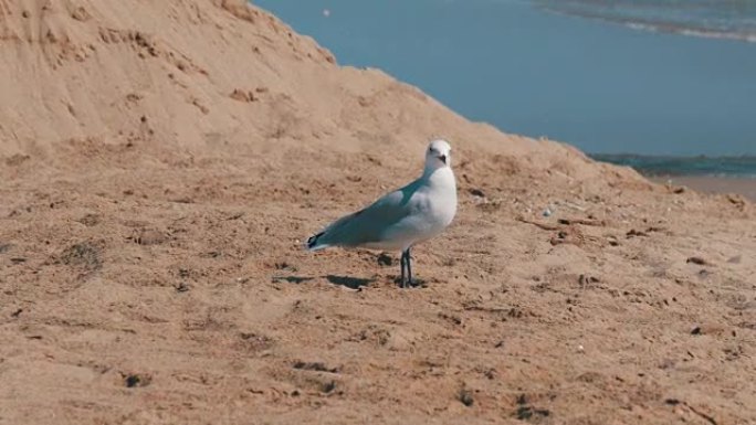 美丽的白色海鸥在沙滩上的湛蓝大海的岸边行走