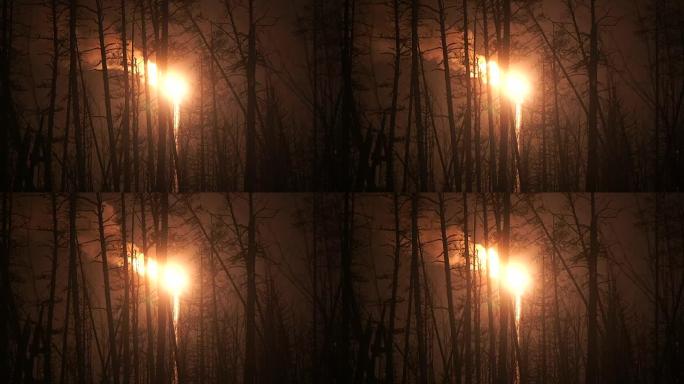 针叶林夜间的石油、瓦斯火炬。