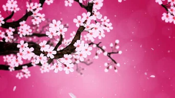 樱桃树盛开，循环动画，