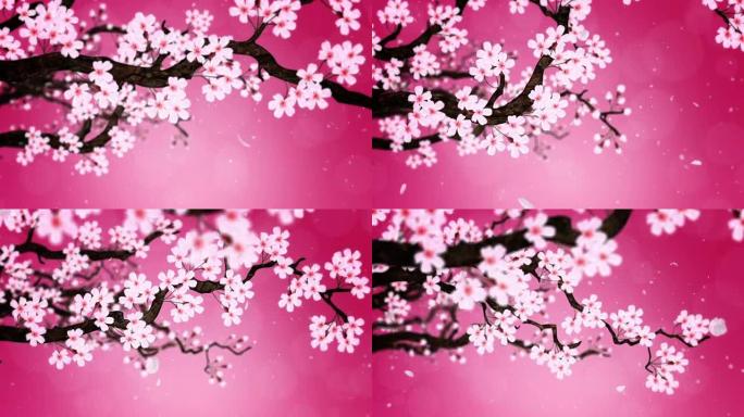 樱桃树盛开，循环动画，