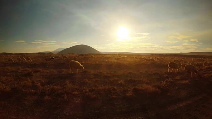 晚上，绵羊在干旱的沙漠山区的阳光中吸收灰尘
