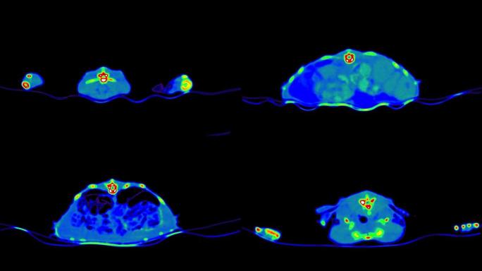 爬行动物ct扫描