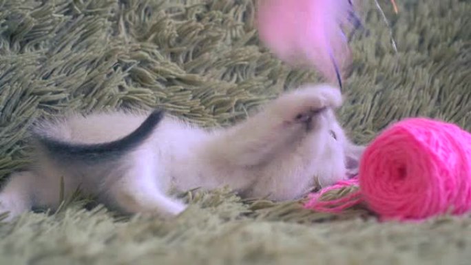可爱的白色小猫玩粉色羊毛球