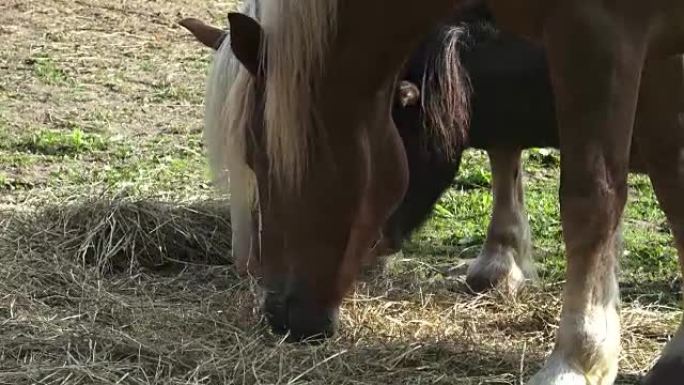 Group of horses eating hay. Horses eating hay on t