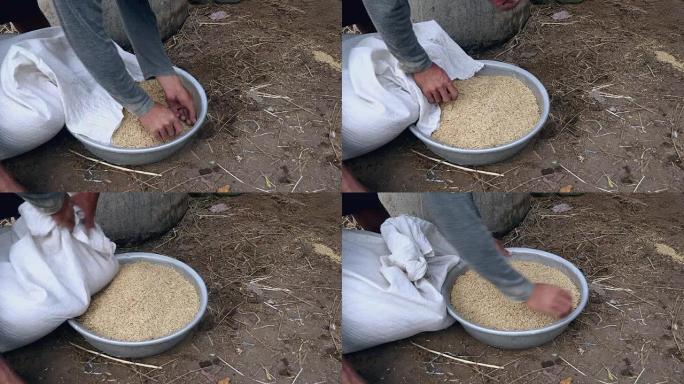 农民的关闭将一袋收获的糙米倒入用于大米加工的盆中