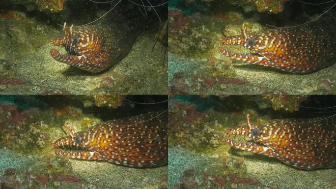 豹海鳗，特写镜头
