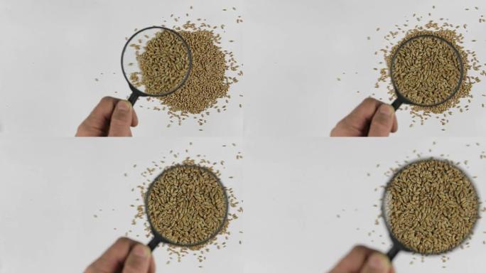 用放大镜增麦，研究谷物品质