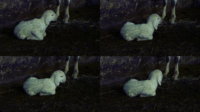 刚出生的小羊羔，很难坐在母羊附近的地面上