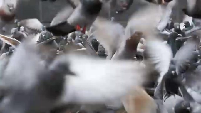 成群的鸽子吃面包，在城市街道上起飞。慢动作