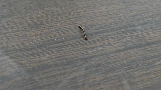 蠕虫在桌子上爬行