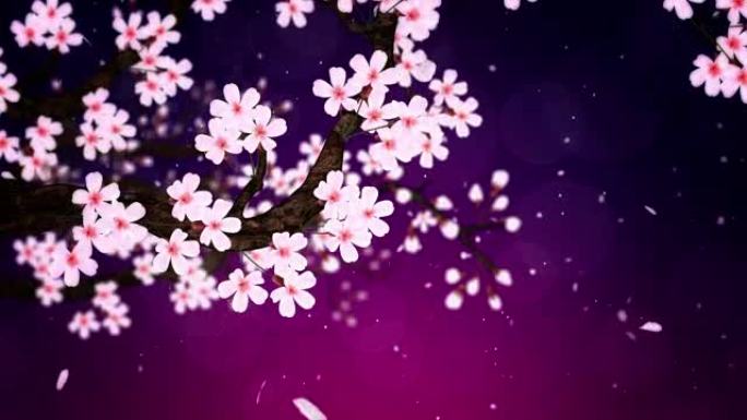 樱桃树盛开，循环动画，