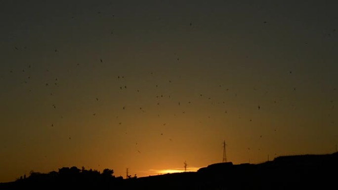 日落时天空中飞行的燕子群