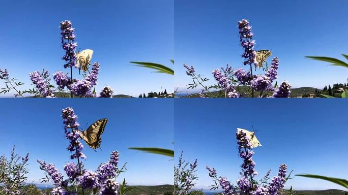 黄色蝴蝶在紫红色和蓝天背景下特写镜头。