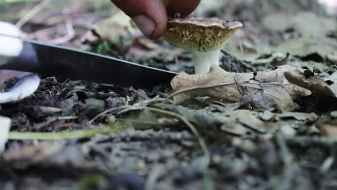 男人在森林里用刀切蘑菇。雨后收割蘑菇，特写