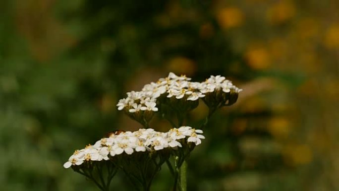 花上的黄蜂花