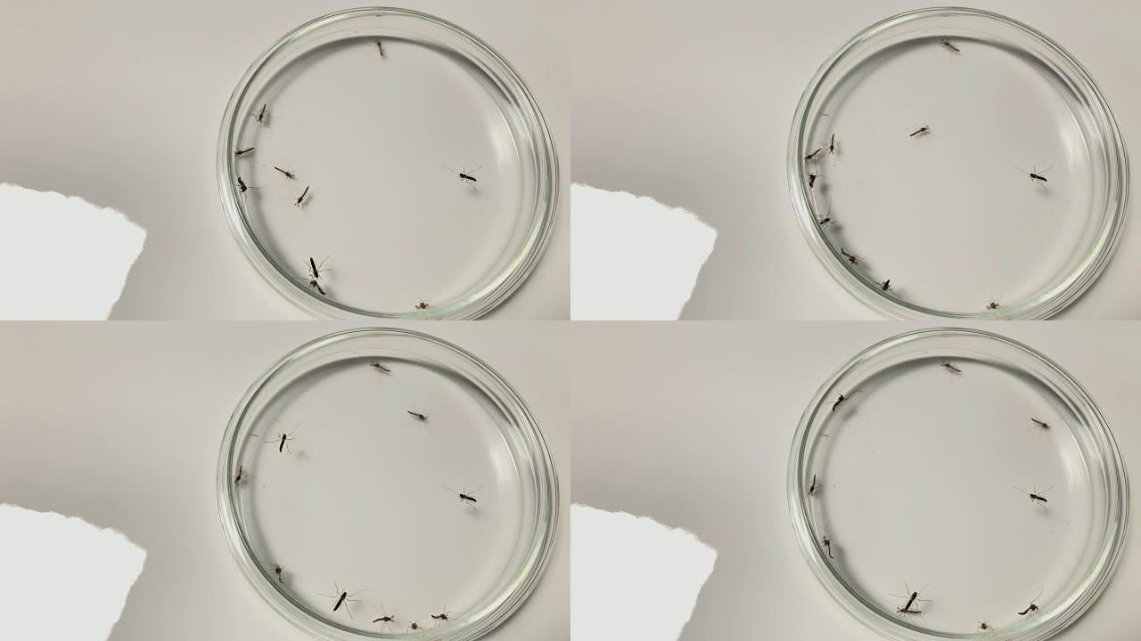 寨卡蚊子进入培养皿。