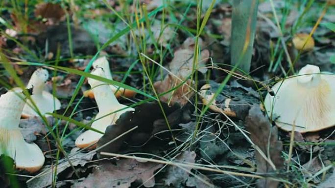 用刀切开的新鲜蘑菇躺在草地上。在绿草和干叶层下的森林中采摘蘑菇