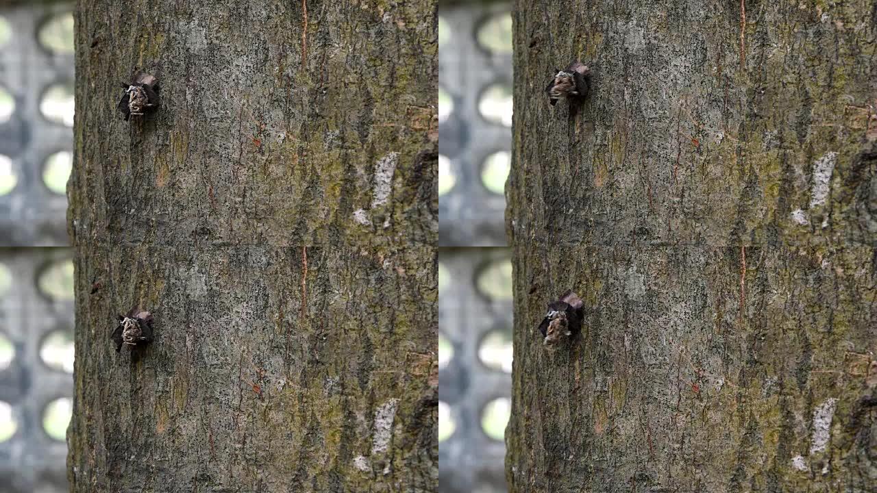 蝴蝶毛毛虫正在爬树