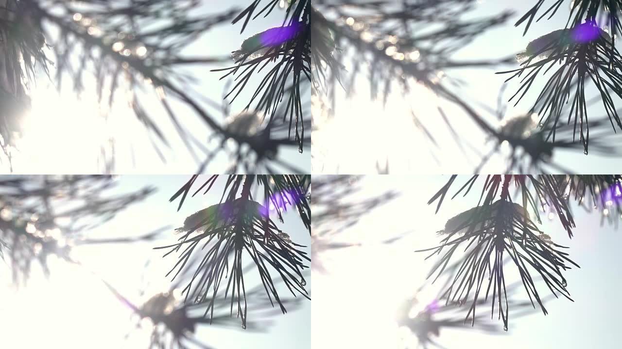 冬季小盘雪和冰冷的松枝在浅焦点，低太阳在框架和五颜六色的镜头耀斑。