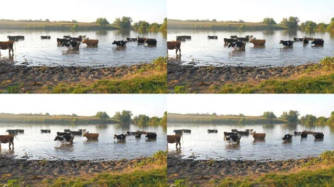 河上的奶牛。奶牛在河水中喝水。奶牛喝水。