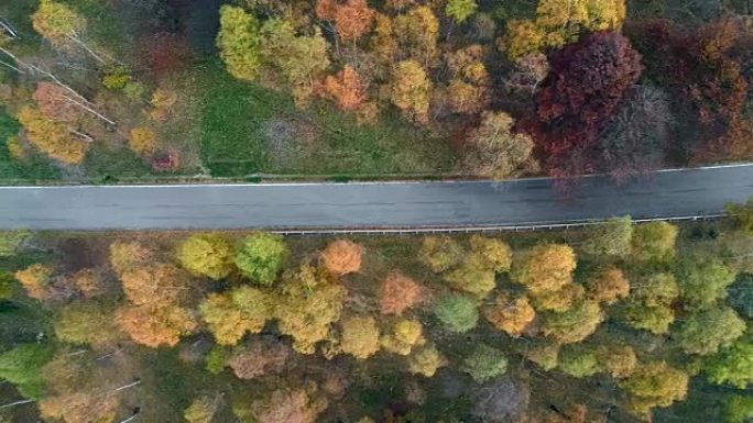 头顶侧空中俯视图跟随五颜六色的乡村秋天森林中的道路。秋天的橙色，绿色，黄色的红树树林。街道路径建立。