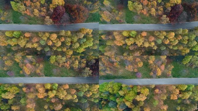 头顶侧空中俯视图跟随五颜六色的乡村秋天森林中的道路。秋天的橙色，绿色，黄色的红树树林。街道路径建立。