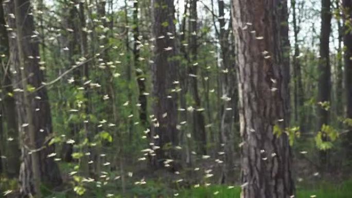 公园早春的蚊子群，带背光的蚊子群