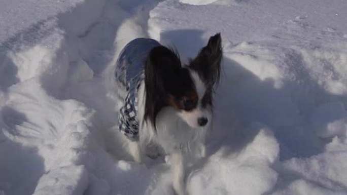 Papillon dog勇敢地穿越冬季公园的雪地