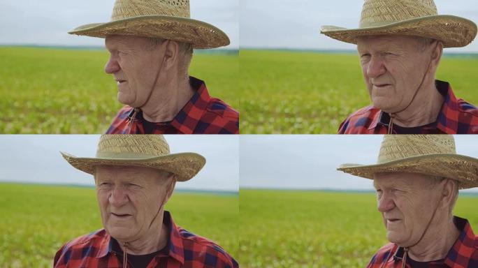 高级农民站在玉米田里，在大风天全高清的收成时环顾四周