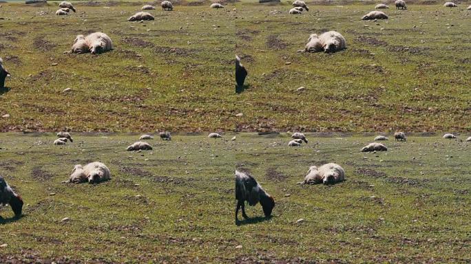 绵羊和一只小羊羔躺在绿色的草地上休息。路过吃草的羊