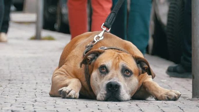 忠实可怜的狗躺在人行道上等待主人。冷漠人群的双腿擦肩而过