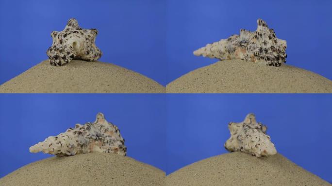 旋转，美丽的贝壳躺在沙滩上。隔离