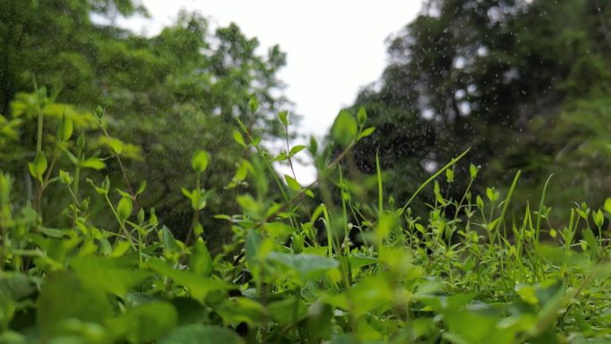 春日芳草地细雨润物