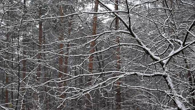 混交林中以慢动作落下的雪