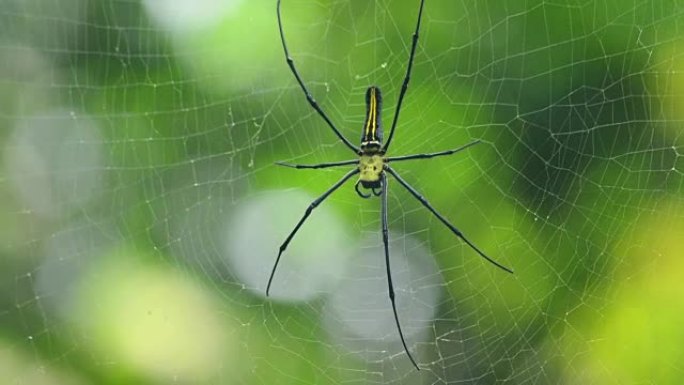 蜘蛛在野外挥舞着网