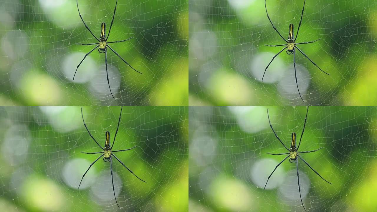 蜘蛛在野外挥舞着网