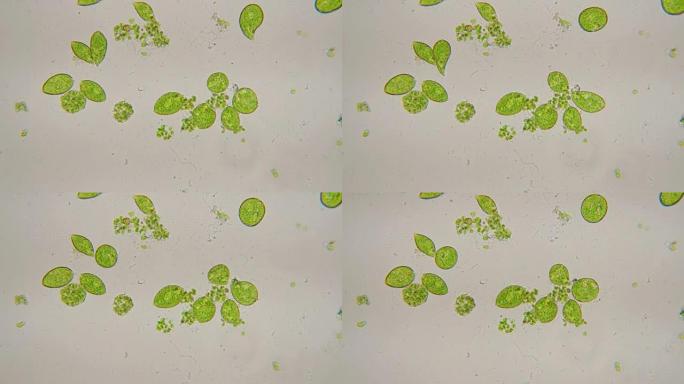 Euglena是单细胞鞭毛真核生物的一个属。