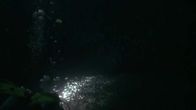 夜间水下底部背景的鱼群。