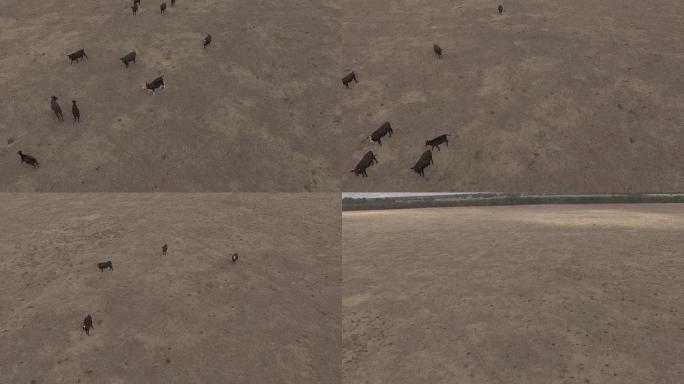 澳大利亚农场牛群的鸟瞰图