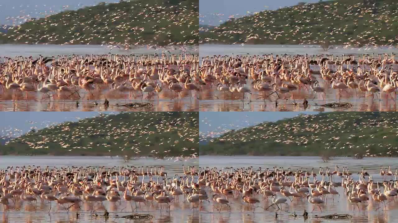 粉红火烈鸟在肯尼亚博戈里亚湖飞行