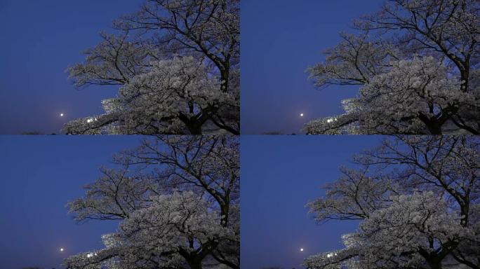 樱花或樱花盛开，鸟儿在黎明鸣叫