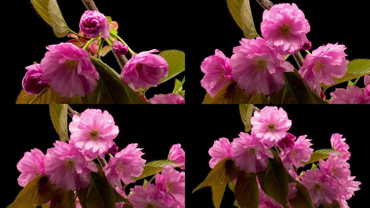 粉色樱花树花。