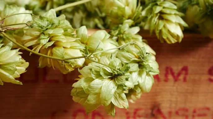 Detail of  Hop Cones.