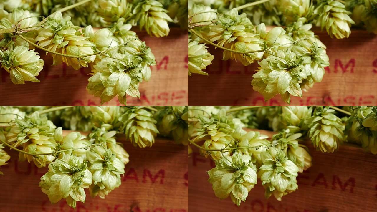 Detail of  Hop Cones.