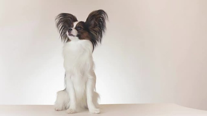 美丽的年轻公狗大陆玩具西班牙猎犬Papillon坐在白色背景上环顾四周