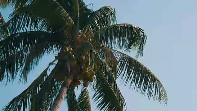 椰子树上有绿色椰子